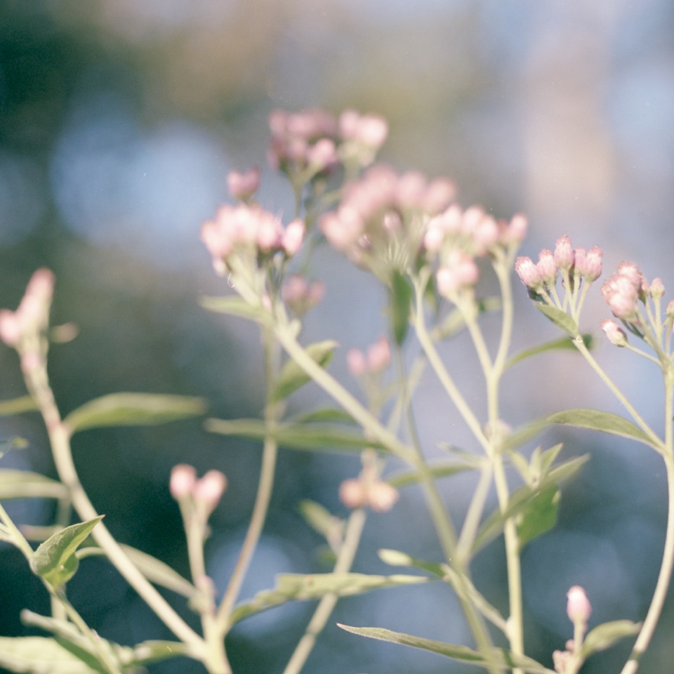 Small pink flowers