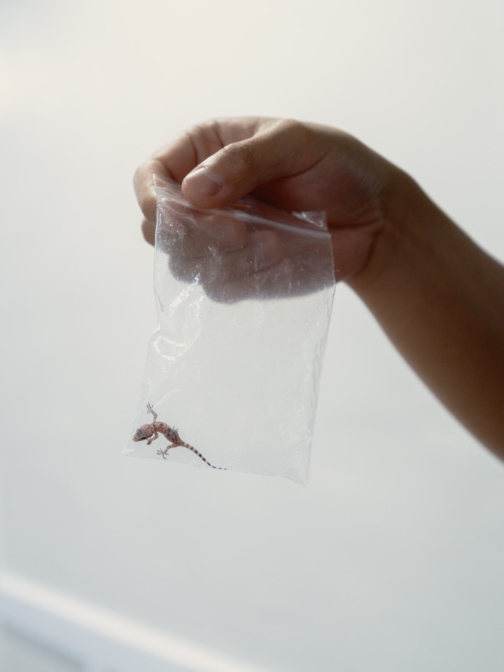 A hand holding up a small lizard in a clear plastic bag